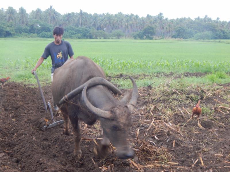 plowing